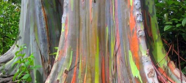 Eucalipto arcoíris: el árbol más colorido de la Tierra