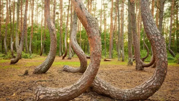 Nuestro hermoso planeta: el misterio del bosque torcido de Polonia