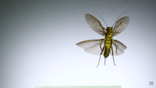 Video en cámara superlenta de insectos despegando a 3.200 fps